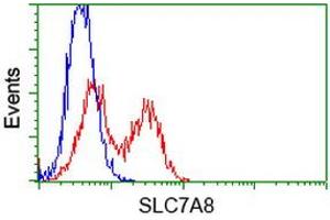 Image no. 1 for anti-Solute Carrier Family 7 (Amino Acid Transporter, L-Type), Member 8 (SLC7A8) antibody (ABIN1500960) (SLC7A8 antibody)