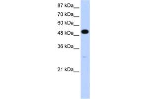 Western Blotting (WB) image for anti-Neuro-Oncological Ventral Antigen 2 (NOVA2) antibody (ABIN2462124) (NOVA2 antibody)