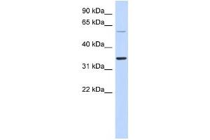 Western Blotting (WB) image for anti-Aspartic Peptidase, Retroviral-Like 1 (ASPRV1) antibody (ABIN2459628) (ASPRV1 antibody)