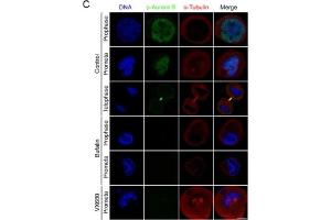 Bufalin prevents Aurora A recruitment to mitotic centrosomes and Aurora B recruitment to unattached kinetochores(A) HeLa cells were synchronized by a single thymidine treatment, released in the presence or absence of bufalin (100 nM) for 9 h, and stained for phospho-Aurora A (Green), α-tubulin (Red) and DNA (Blue). (Aurora Kinase B antibody  (Internal Region))