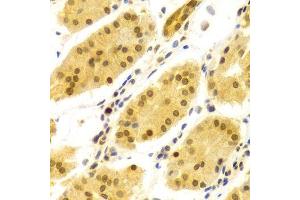 Immunohistochemistry of paraffin-embedded human stomach using ELAVL1 Antibody. (ELAVL1 antibody  (AA 1-326))