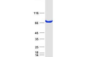 Validation with Western Blot
