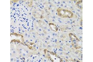 Immunohistochemistry of paraffin-embedded Rat kidney using HK3 Polyclonal Antibody at dilution of 1:100 (40x lens). (HK3 antibody)