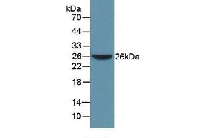 Western blot analysis of recombinant Mouse WARS. (WARS antibody  (AA 29-195))
