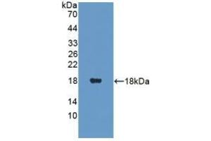 PANK4 antibody  (AA 639-773)