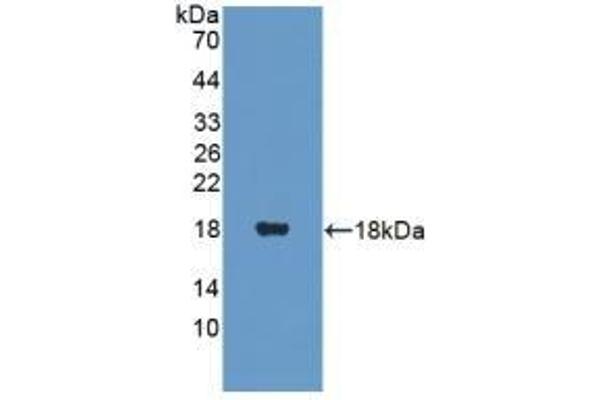 PANK4 antibody  (AA 639-773)