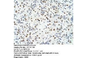 Rabbit Anti-HNRPA3 Antibody  Paraffin Embedded Tissue: Human Liver Cellular Data: Hepatocytes Antibody Concentration: 4. (HNRNPA3 antibody  (N-Term))