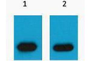 Western Blotting (WB) image for anti-mCherry Fluorescent Protein antibody (ABIN3178738) (mCherry antibody)