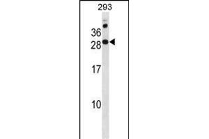 RC Antibody (N-term) (ABIN1881727 and ABIN2838837) western blot analysis in 293 cell line lysates (35 μg/lane).