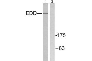 Western blot analysis of extracts from A549 cells, using EDD antibody. (UBR5 antibody  (N-Term))