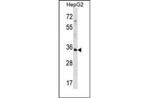 Western blot analysis of RFNG Antibody (C-term) in HepG2 cell line lysates (35ug/lane). (RFNG antibody  (C-Term))