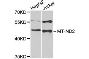 Western blot analysis of extracts of various cell lines, using MT-ND2 antibody (ABIN4904438) at 1:1000 dilution. (MT-ND2 antibody)