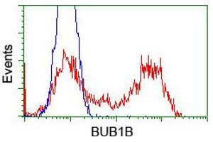 Image no. 7 for anti-Budding Uninhibited By Benzimidazoles 1 Homolog beta (Yeast) (BUB1B) antibody (ABIN1496995) (BUB1B antibody)