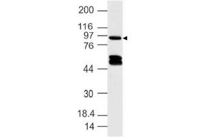 Image no. 1 for anti-Dapper, Antagonist of beta-Catenin, Homolog 1 (DACT1) (AA 645-820) antibody (ABIN5027132) (DACT1 antibody  (AA 645-820))