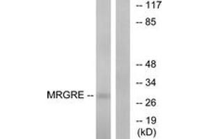 Western blot analysis of extracts from HeLa cells, using MRGRE Antibody. (MRGPRE antibody  (AA 171-220))