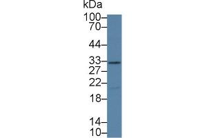 Western Blot; Sample: Porcine Kidney lysate; Primary Ab: 1µg/ml Rabbit Anti-Human KLK14 Antibody Second Ab: 0.