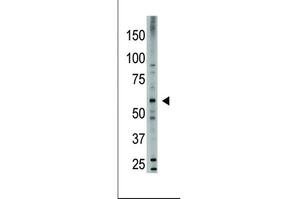 BMP6 antibody  (N-Term)