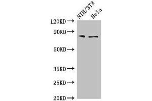 Western Blot Positive WB detected in: NIH/3T3 whole cell lysate, Hela whole cell lysate All lanes: PCCA antibody at 4 μg/mL Secondary Goat polyclonal to rabbit IgG at 1/50000 dilution Predicted band size: 81, 78, 76 kDa Observed band size: 81 kDa
