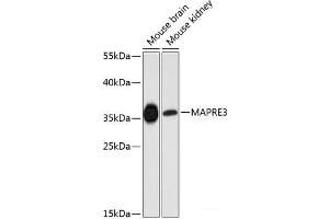 Western blot analysis of extracts of various cell lines using MAPRE3 Polyclonal Antibody at dilution of 1:3000. (MAPRE3 antibody)