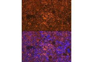 Immunofluorescence analysis of rat spleen using Oncostatin M Rabbit mAb (ABIN7269099) at dilution of 1:100 (40x lens). (Oncostatin M antibody)