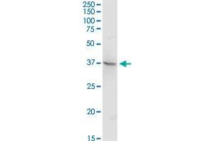 TEX13A MaxPab rabbit polyclonal antibody. (TEX13A antibody  (AA 1-409))