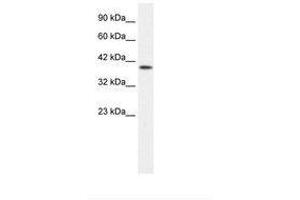 P2RX2 antibody  (AA 106-155)