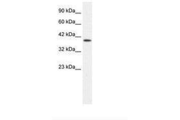 P2RX2 antibody  (AA 106-155)