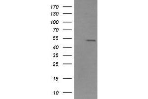 Image no. 1 for anti-Zinc Finger and SCAN Domain Containing 21 (Zscan21) antibody (ABIN1501864)