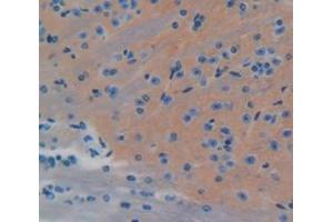 Figure. (ECE1 antibody  (AA 326-577))