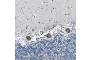 Immunohistochemical staining of human cerebellum with OPALIN polyclonal antibody  shows moderate cytoplasmic positivity in purkinje cells. (OPALIN antibody)