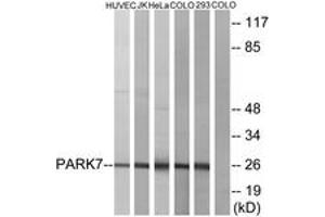 Western blot analysis of extracts from HuvEc/JurKat/HeLa/COLO205/293 cells, using PARK7 Antibody.