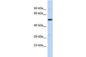 Host: Rabbit Target Name: PRDM11 Sample Type: 721_B Whole cell lysates Antibody Dilution: 1. (PRDM11 antibody  (C-Term))