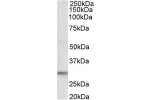 AP31920PU-N DAPP1 antibody staining of Human Kidney lysate at 0. (DAPP1 antibody  (C-Term))