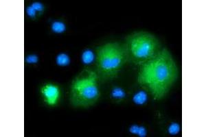 Anti-MAPK7 mouse monoclonal antibody (ABIN2454052) immunofluorescent staining of COS7 cells transiently transfected by pCMV6-ENTRY MAPK7 (RC203506). (MAPK7 antibody)