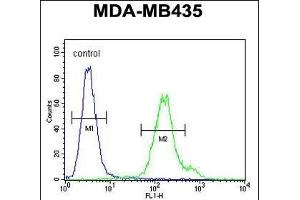 MTX2 Antibody (C-term) (ABIN654751 and ABIN2844433) flow cytometric analysis of MDA-M cells (right histogram) compared to a negative control cell (left histogram). (MTX2 antibody  (C-Term))