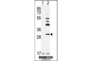 Western blot analysis of UCK2 using rabbit polyclonal hUCK2-C241 using 293 cell lysates (2 ug/lane) either nontransfected (Lane 1) or transiently transfected (Lane 2) with the UCK2 gene.