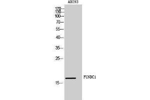 Western Blotting (WB) image for anti-FUN14 Domain Containing 1 (FUNDC1) (Internal Region) antibody (ABIN3181495) (FUNDC1 antibody  (Internal Region))