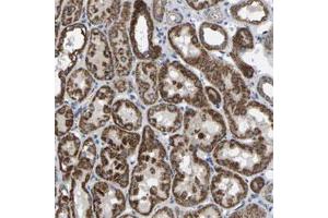 Immunohistochemical staining of human kidney shows strong cytoplasmic positivity in cells in tubules. (BCL10 antibody)