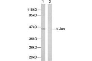 Western blot analysis of extracts from HeLa cells, using c-Jun (Ab-239) Antibody. (C-JUN antibody  (AA 206-255))