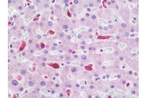 Anti-CD163 antibody IHC staining of human liver. (CD163 antibody)