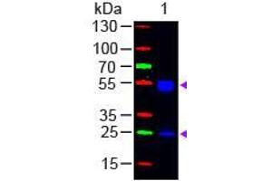 Western Blot of Goat anti-F(ab')2 Rat IgG (H&L) Antibody Fluorescein Conjugated Pre-Adsorbed Lane 1: Rat IgG Load: 50 ng per lane Secondary antibody: F(ab')2 Rat IgG (H&L) Antibody Fluorescein Conjugated Pre-Adsorbed at 1:1,000 for 60 min at RT Block: ABIN925618 for 30 min at RT Predicted/Observed size: 55 and 28 kDa, 55 and 28 kDa (Goat anti-Rat IgG (Heavy & Light Chain) Antibody (FITC) - Preadsorbed)