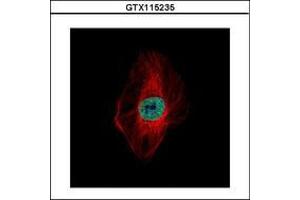 Image no. 3 for anti-DEAD (Asp-Glu-Ala-Asp) Box Polypeptide 23 (DDX23) (AA 136-350) antibody (ABIN1501884) (DDX23 antibody  (AA 136-350))