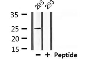 Western blot analysis of extracts from 293, using Claudin 10 Antibody.