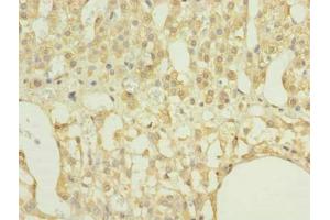 Immunohistochemistry of paraffin-embedded human adrenal gland tissue using ABIN7167395 at dilution of 1:100 (RAP1A antibody  (AA 1-181))