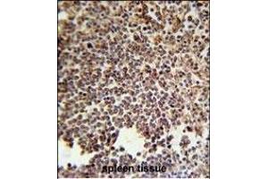KIR2DS3 Antibody (C-term) (ABIN651950 and ABIN2840472) immunohistochemistry analysis in formalin fixed and paraffin embedded human spleen tissue followed by peroxidase conjugation of the secondary antibody and DAB staining. (KIR2DS3 antibody  (C-Term))