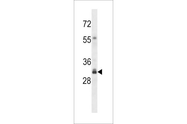 OR4F16 antibody  (N-Term)