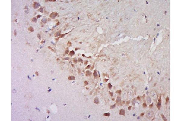 AGFG2 antibody  (AA 381-481)