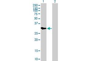 Western Blot analysis of IMPA2 expression in transfected 293T cell line by IMPA2 MaxPab polyclonal antibody. (IMPA2 antibody  (AA 1-288))