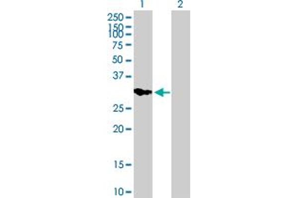 IMPA2 antibody  (AA 1-288)