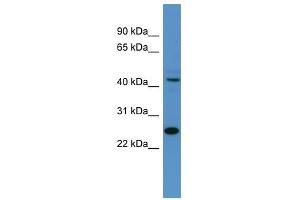 Tfdp1 antibody used at 0. (DP1 antibody  (N-Term))